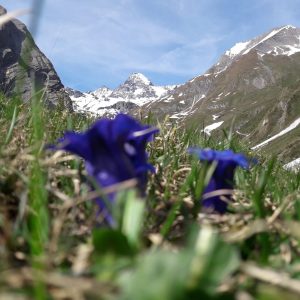 Grossglockner thront über dem Tal