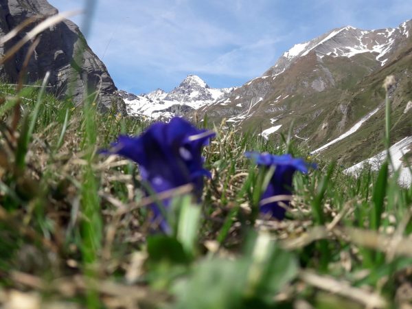 Grossglockner thront über dem Tal
